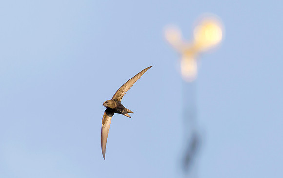 Gierzwaluw vliegend voor windwijzer, Common Swift flying in front of wheathercock, Heeg 2019