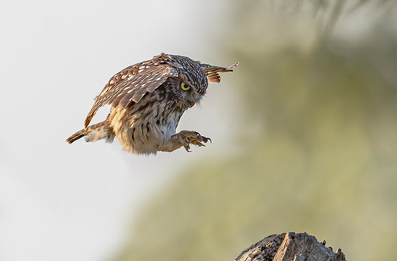 Steenuil, Little Owl, Groene Hart 2024