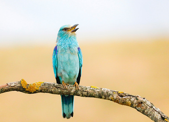 Scharrelaar ♂, European Roller, Campo Lugar, España 2019,