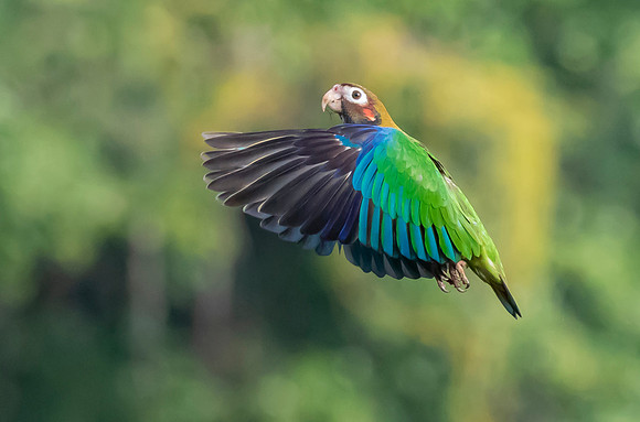 Brown-hooded Parrot, Costa Rica 2022