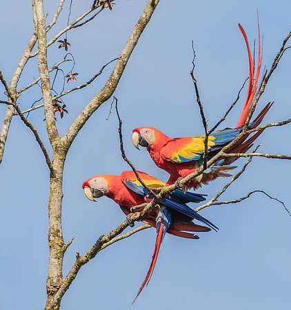 Scarlet Macaw ♀, ♂, Costa Rica 2022