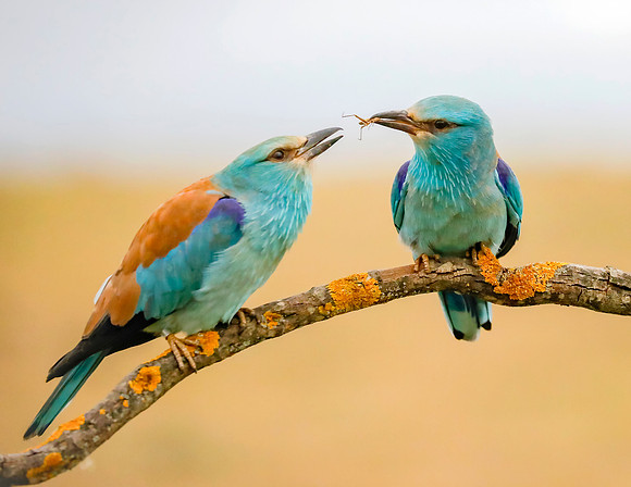 Scharrelaar ♀, ♂, European Roller, Campo Lugar, España 2019,