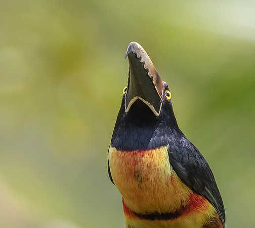 Collared Aracari, Costa Rica 2022
