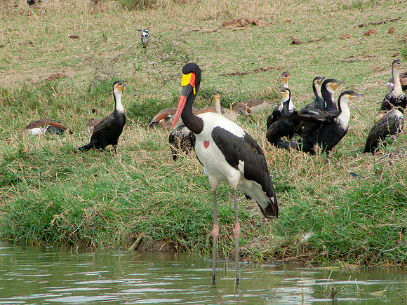 Saddle-billed Stork, Uganda 2 september 2010