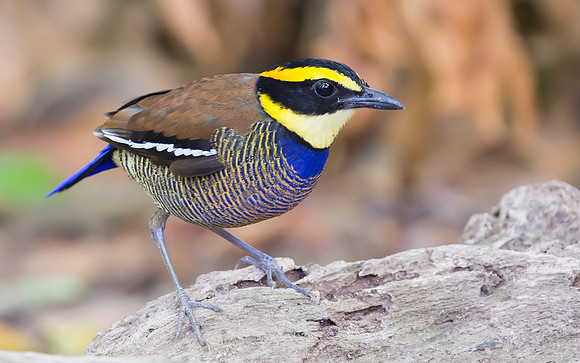 Javan Banded Pitta ♂, Bali Indonesia 2018