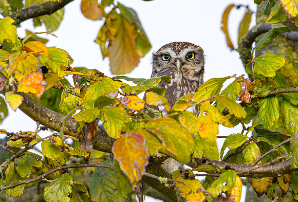 Steenuil ♂, Little Owl, Goene Hart 2024