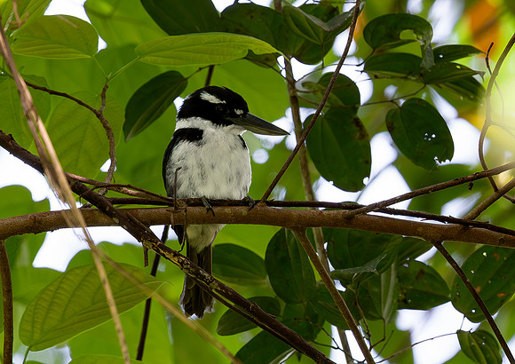 8847 Sombre Kingfisher, Halmahera, Indonesia 2018, S1A1587