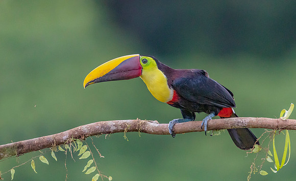 Black-mandibled Toucan, Costa Rica 2022