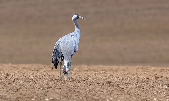 Kraanvogel, Common Crane,  Lac du Der Chantecoq 2019