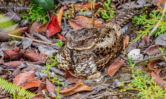 8846 Satanic Nightjar, Lore Lindu Ntl Park Sulawesi, 27-09-2018, S1A2331 def rec X