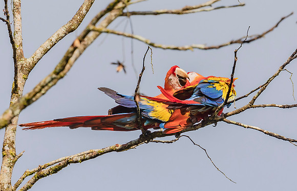 Scarlet Macaw ♂, ♀, Costa Rica 2022