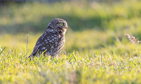 Steenuil, Little Owl, Groene Hart 2025