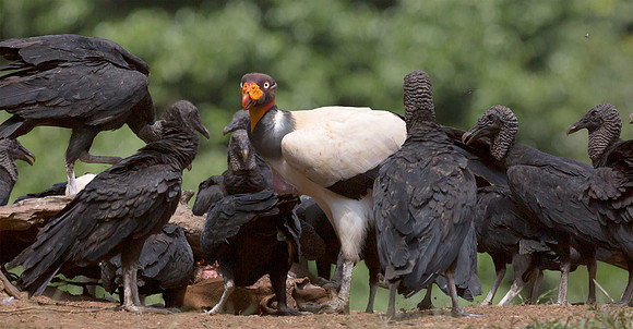 King Vulture, Black Vulture, Costa Rica 2022