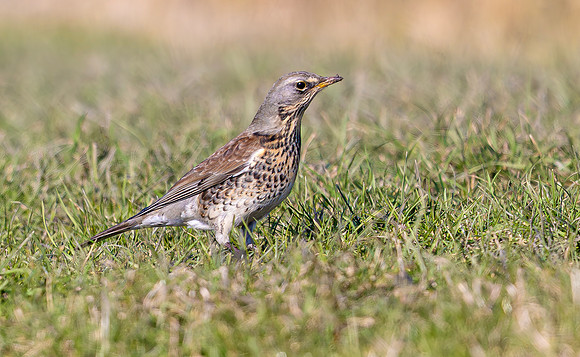 Kramsvogel, Fieldfare, Waverhoek 2025