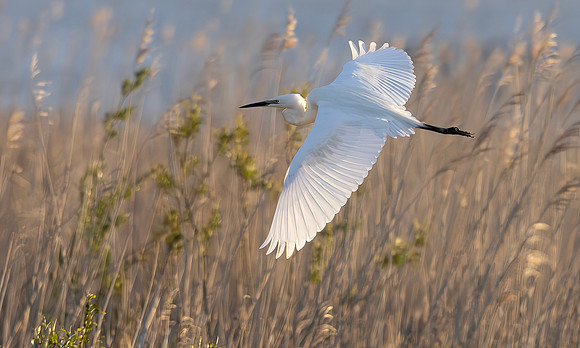 Grote Zilverreiger, Great White Egret, Marker Wadden 2024