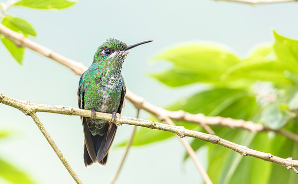 Green-Crowned Brillant, Costa Rica 2022