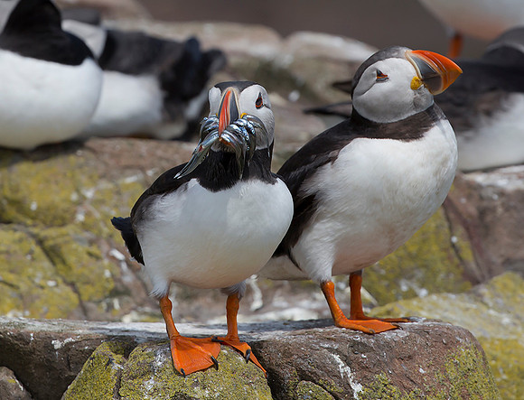 Papegaaiduiker, Atlantic Puffin, Farne Isles 2019