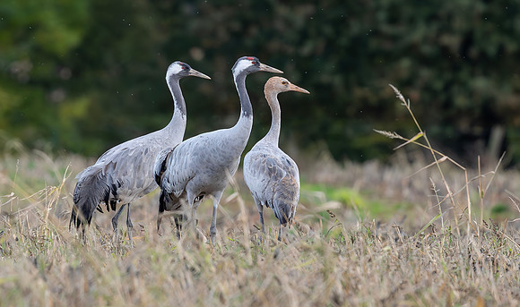 Kraanvogel, ad ♀, ad ♂, juv, Common Crane, Lac du Der Chantecoq 2019