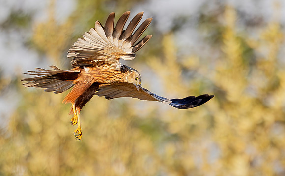 Bruine kiekendief ♂, Marsh harrier, Kockengen 01-05-2025