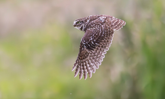 Steenuil, Little Owl, Groene Hart, Nederland 2024