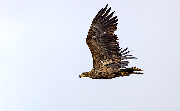 Zeearend juv, White-tailed Eagle, Marker Wadden 2024