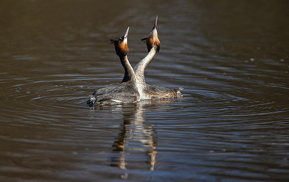 Fuut ♀,♂ balts, Great Crested Grebe, courtship, Kockengen 2025