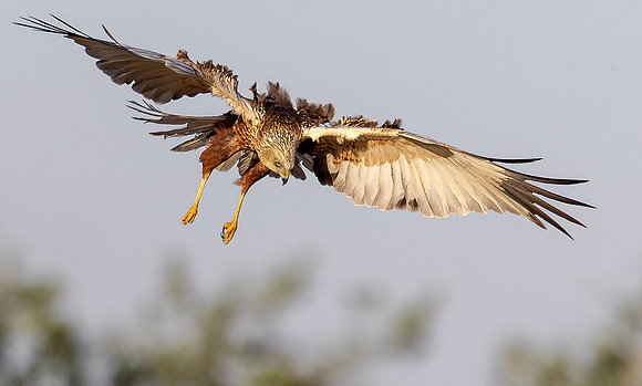 Bruine kiekendief ♂, Marsh harrier, Rietlanden Kockengen 2025