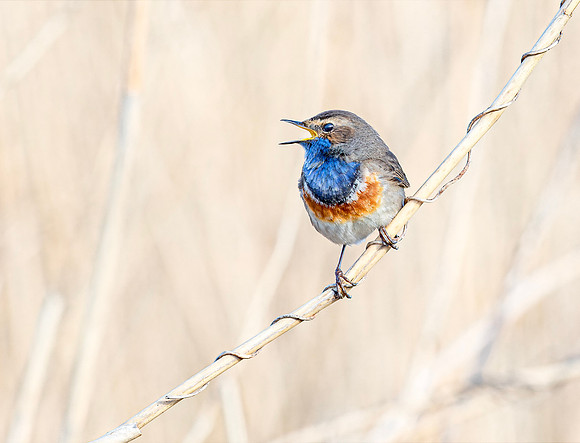 Blauwborst ♂, Bluethroat, Waverhoek 2017
