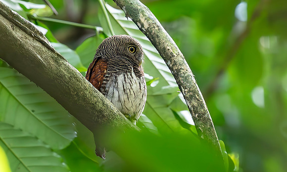 Chestnut-backed Owlet, Sri Lanka 2019