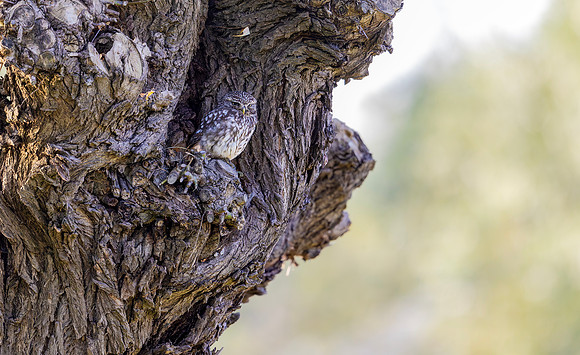 Steenuil, Little Owl, Groene Hart, Nederland 2024