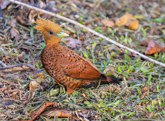 Chestnut-colored Woodpecker ♀, Costa Rica 2022