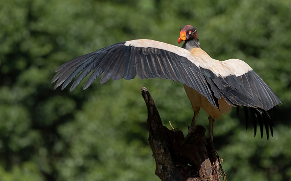 King Vulture, Costa Rica 2022