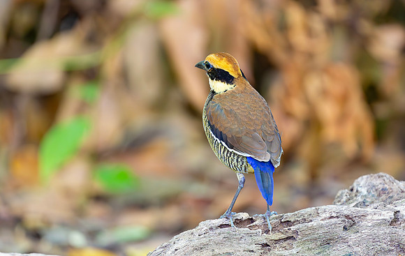 Javan Banded Pitta ♀, Bali, Indonesia 2018