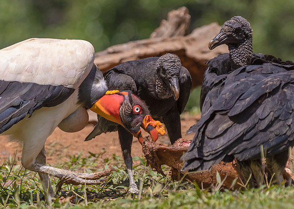 King Vulture, Black Vulture, Costa Rica 2022