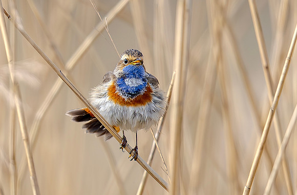 9021a Blauwborst m, Bluethroat. Waverhoek 23-03-2024, 0S1A1020 X II b II