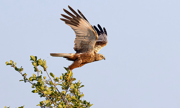 Bruine kiekendief ♂, Eurasian Marsh harrier, Rietlanden Kockengen 2023
