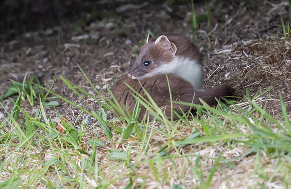 Hermelijn, Ermine, Storvallen, Sweden 2022