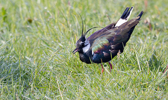 Kievit, Northern Lapwing, Wageningse Binnenveld, 2024