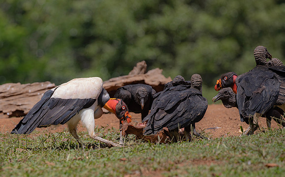 King Vulture, Black Vulture, Costa Rica 2022