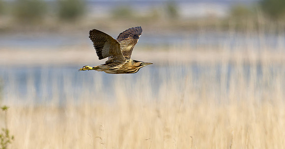 Roerdomp, Eurasian Bittern, Marker Wadden 2024
