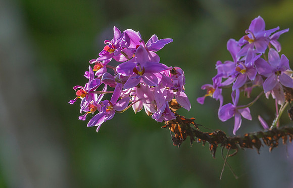 Orchidee, Halmahera, Indonesia 2019