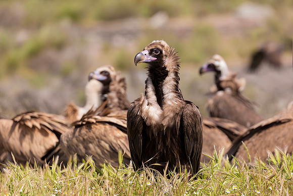 Monniksgier, Cinereous Vulture, Vale Gier, Griffon Vulture, Extremadura, Spain 2019