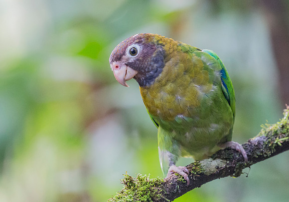 Brown-hooded Parrot, Costa Rica 2022