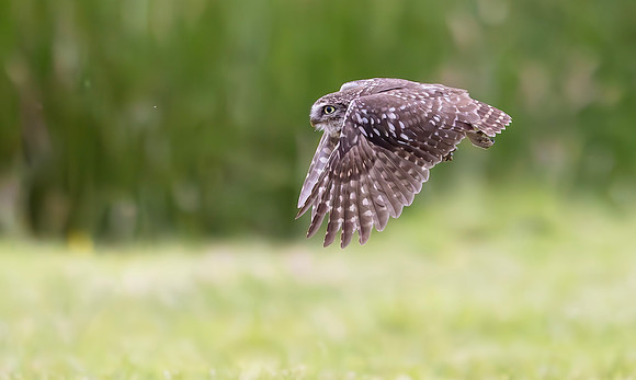 Steenuil, Little Owl, Groene Hart, Nederland 2024