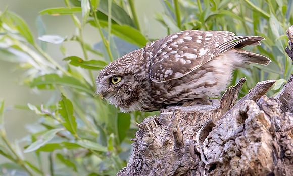 Steenuil ♂, Little Owl, Groene Hart 2025