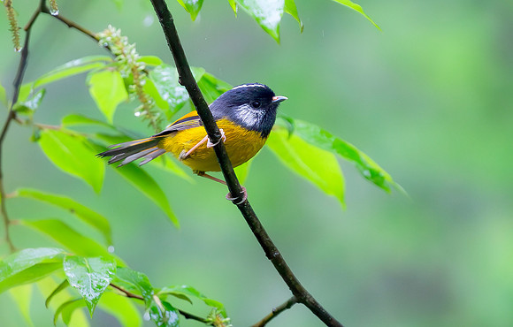 Golden-breasted Fulvetta, Sichuan, China 2017