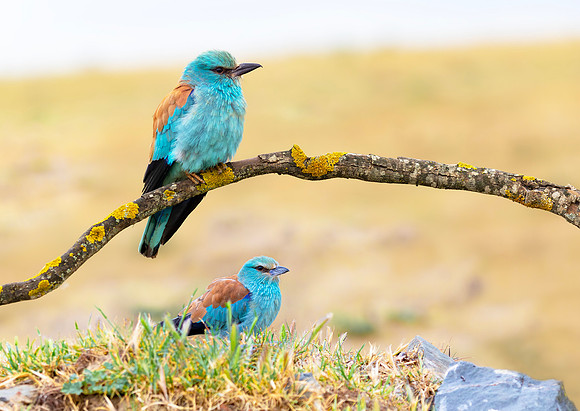 Scharrelaar ♀, ♂, European Roller, Campo Lugar, España 2019,