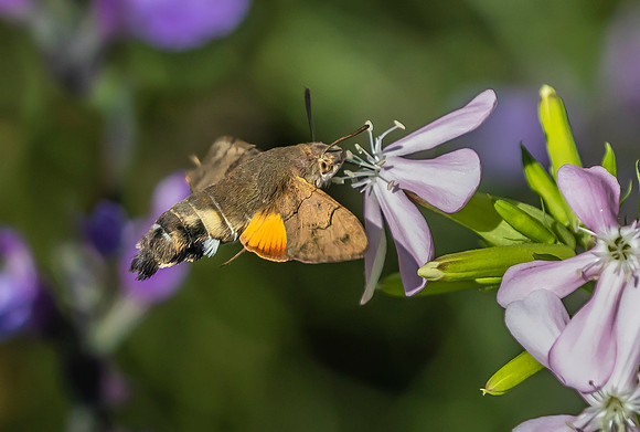Kolibrievlinder op zeepkruid, Hummingbird Hawk-moth on Soapwort, Kockengen  2022