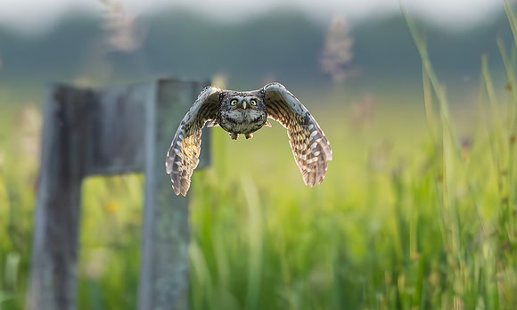Steenuil, Little Owl, Groene Hart, Nederland 2025