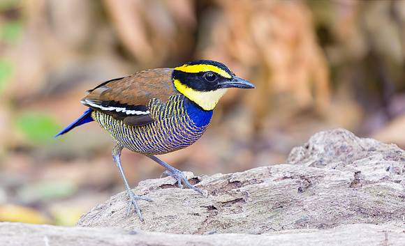 8685 Javan Banded Pitta ♂, Bali Barat Ntl Park 03-10-2018, S1A3464 def rec X